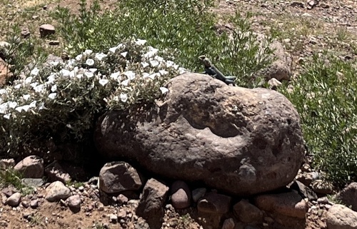 Bibron's Agama