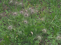 Pulsatilla violacea