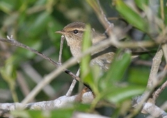 Phylloscopus schwarzi