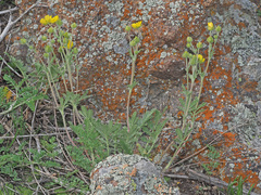 Potentilla agrimonioides