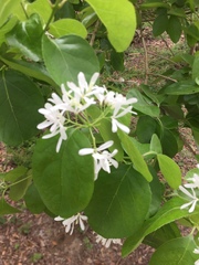 Chionanthus