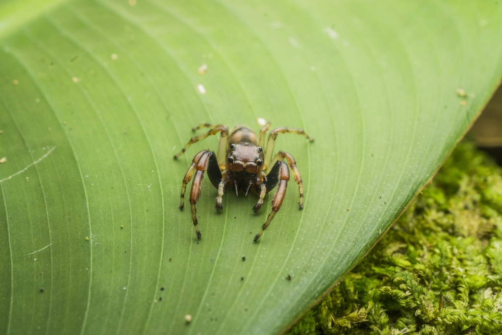 Arnoliseus hastatus