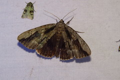 Catocala angusi