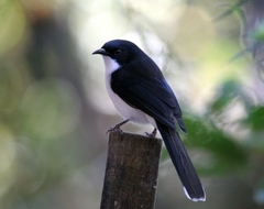 Dark-Backed Sibia photo 4