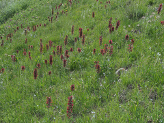 Pontechium maculatum