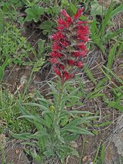 Pontechium maculatum