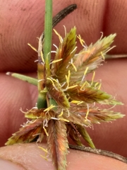 Cyperus brevis
