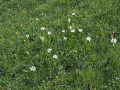 Centaurea cheiranthifolia