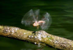 Perithemis tenera