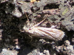Eudonia venosa