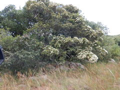 Syzygium legatii