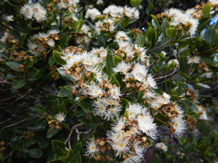 Syzygium legatii