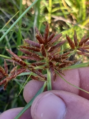 Cyperus brevis