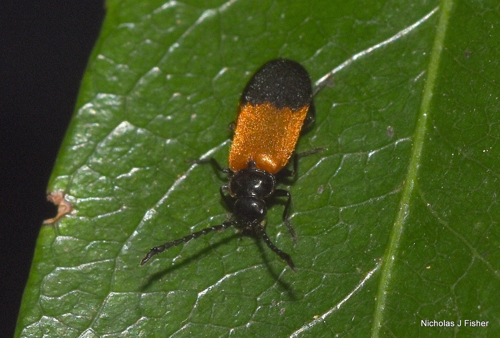 Heteromastix spinicornis
