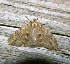 Trichopteryx polycommata