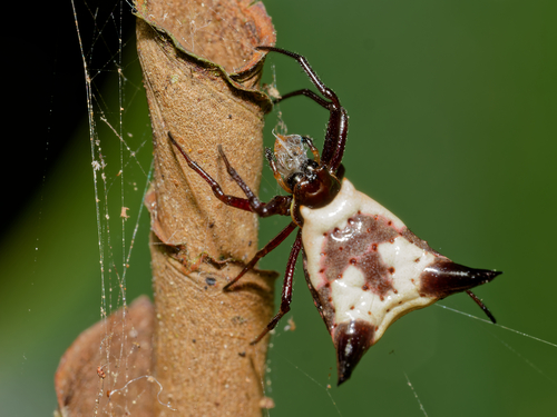 Micrathena cubana