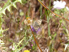 Carcharodus tripolina