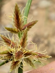 Cyperus brevis