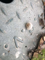 Praticolella berlandieriana