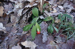 Ruscus hypoglossum