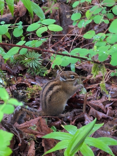 Townsend's Chipmunk observed by kphillips02316