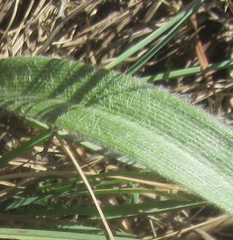 Tradescantia subacaulis