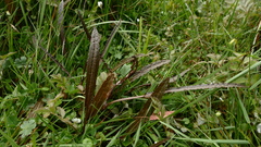 Rumex flexuosus