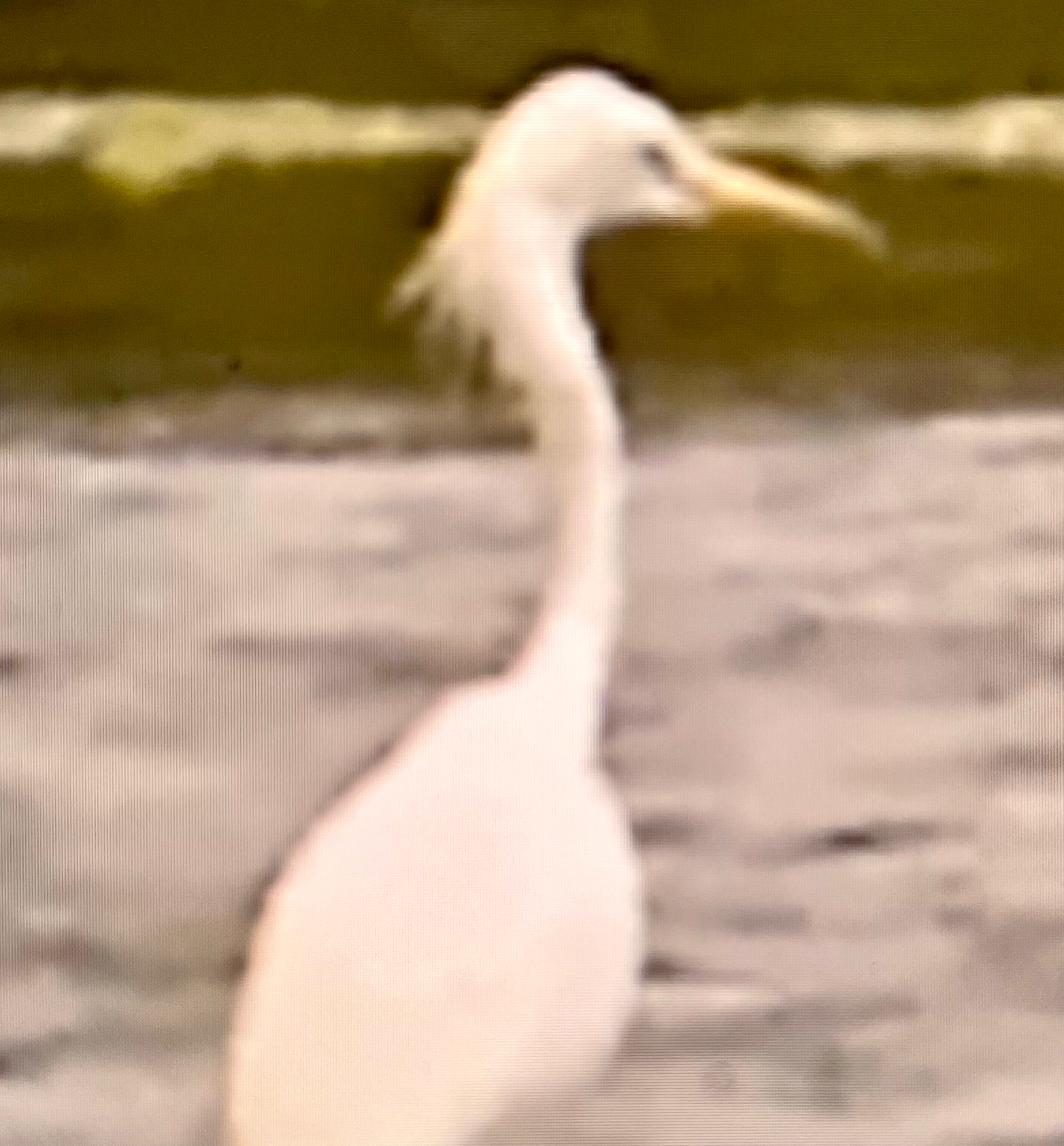 Chinese Egret (Egretta eulophotes), photo 5