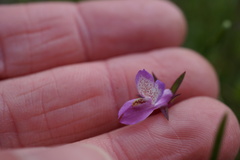 Collinsia sparsiflora