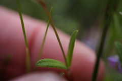 Collinsia sparsiflora