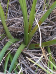 Cyperus brevis