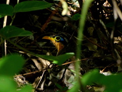 Morococcyx erythropygus