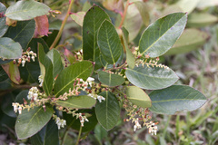 (c) Lauren McLaurin, some rights reserved (CC BY) Leucothoe axillaris, photograph (c) Lauren McLaurin, some rights reserved (CC BY)