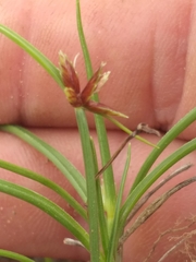 Cyperus brevis