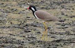 Vanellus indicus atronuchalis