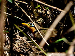 Morococcyx erythropygus