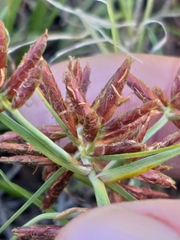 Cyperus brevis