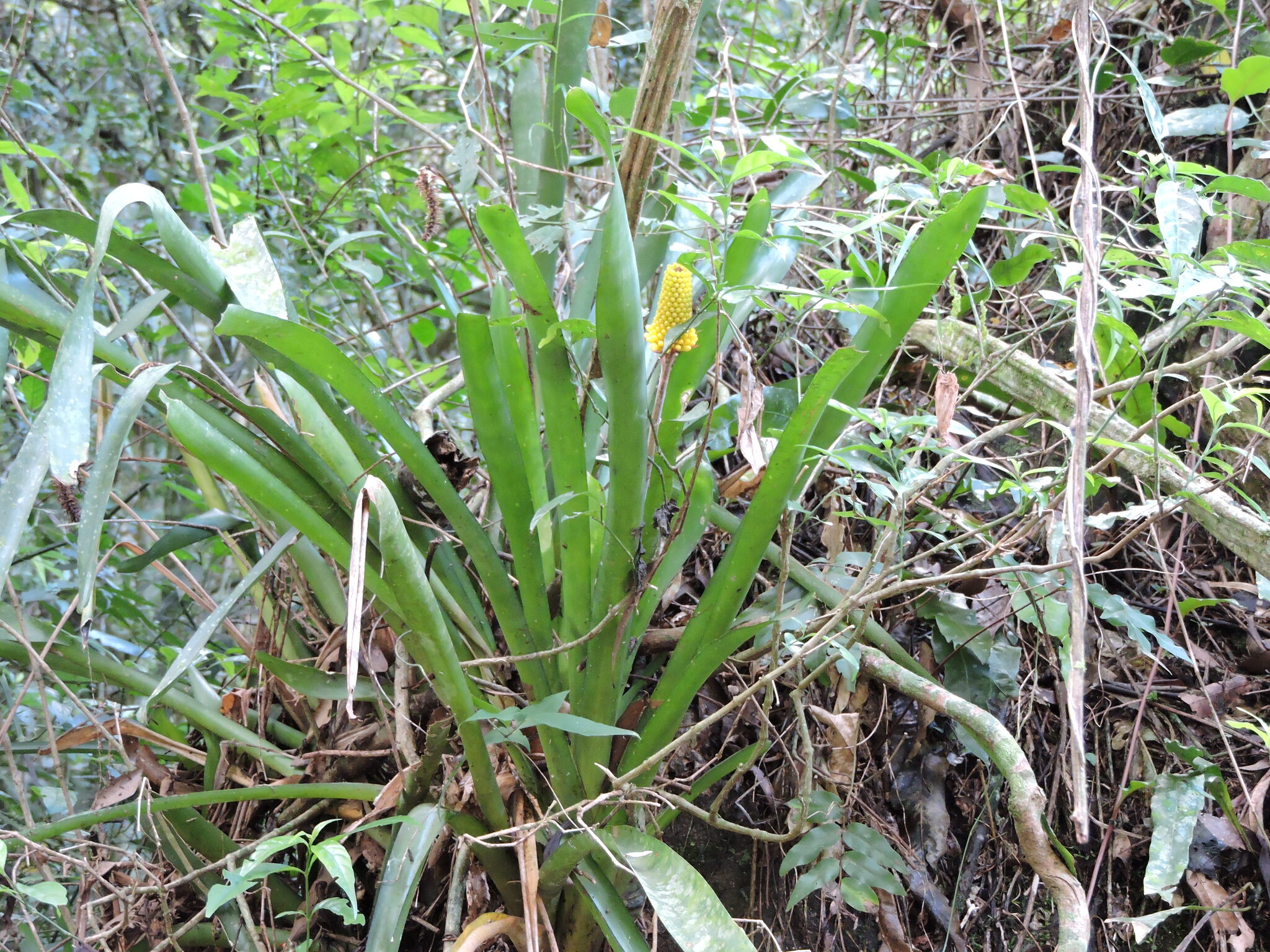 Aechmea calyculata