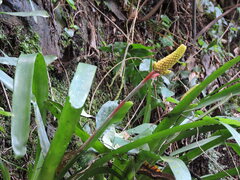 Aechmea calyculata, photograph (c) Fabrício Mil Homens Riella, some rights reserved (CC BY)