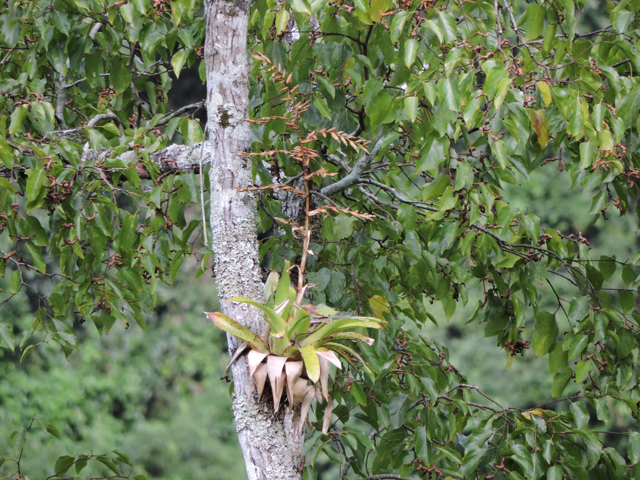 Vriesea friburgensis