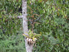 Vriesea friburgensis, photograph (c) Fabrício Mil Homens Riella, some rights reserved (CC BY)