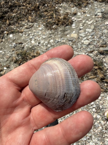 Violet Bittersweet Clam