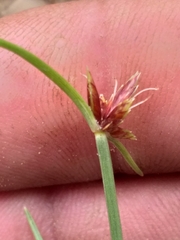 Cyperus brevis