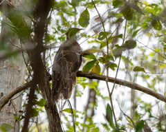 Dromococcyx phasianellus