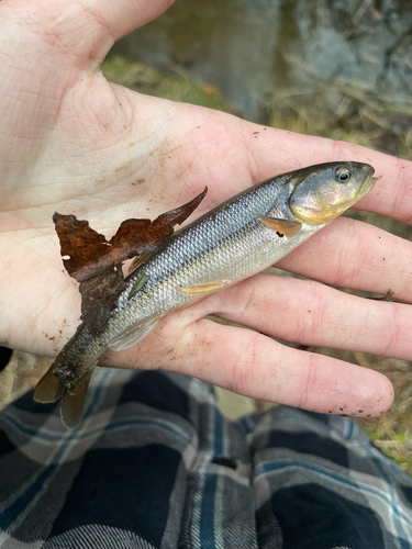 Semotilus atromaculatus