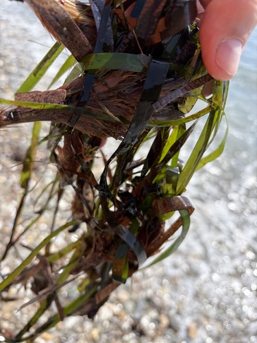 Neptune Grass