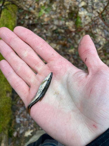 Rhinichthys atratulus