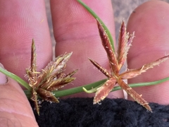 Cyperus brevis