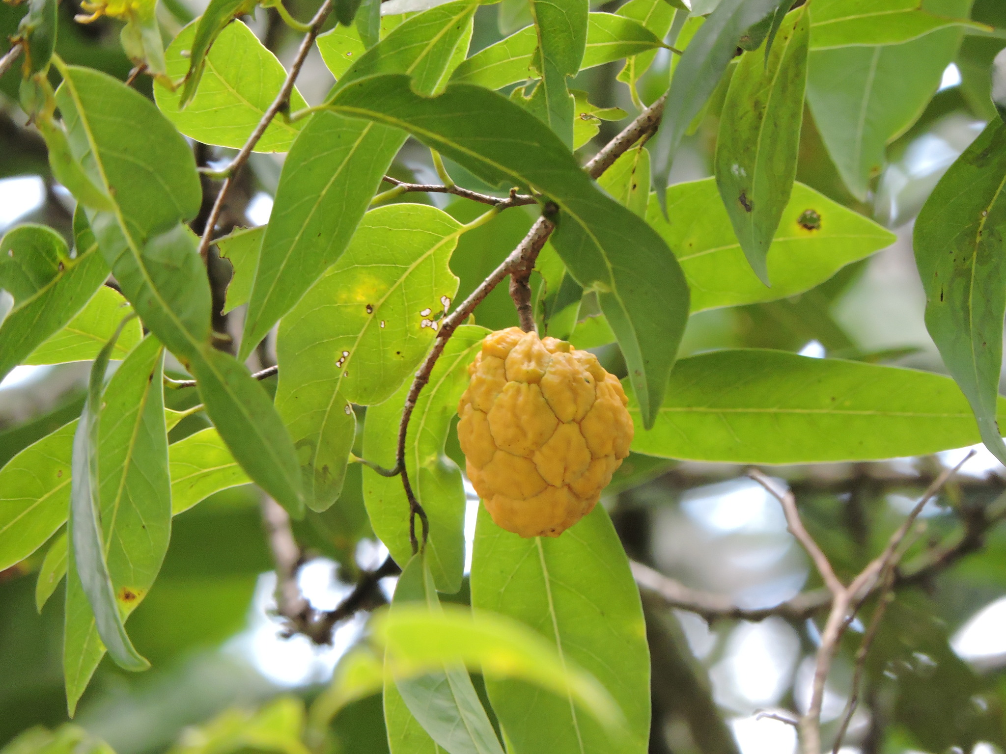 Annona neosalicifolia