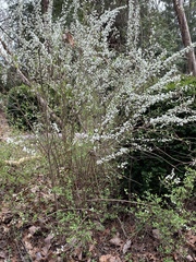 Spiraea prunifolia
